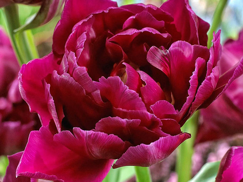 Тюльпаны Showcase (10шт. в уп.)