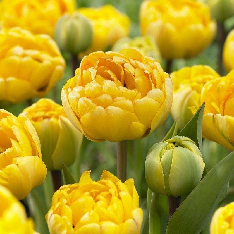 Тюльпаны Yellow Pomponette (10шт. в уп.)