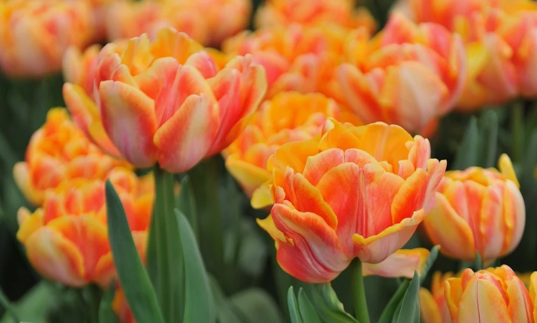 Тюльпаны Foxy Foxtrot (10шт. в уп.)