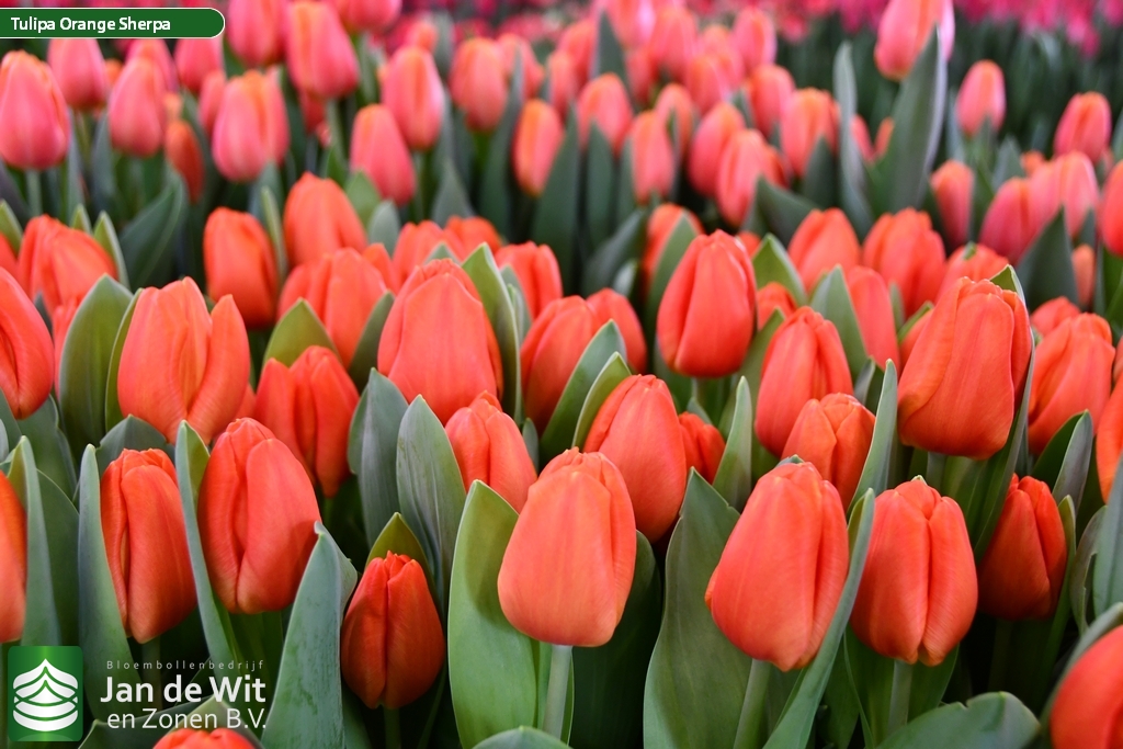 Тюльпаны Orange Sherpa (10шт. в уп.)