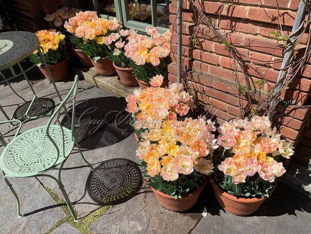 Тюльпаны Foxy Foxtrot (10шт. в уп.)