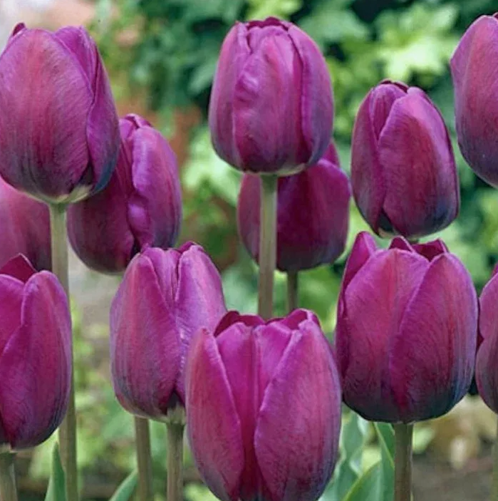 Тюльпаны Negrita (10шт. в уп.)