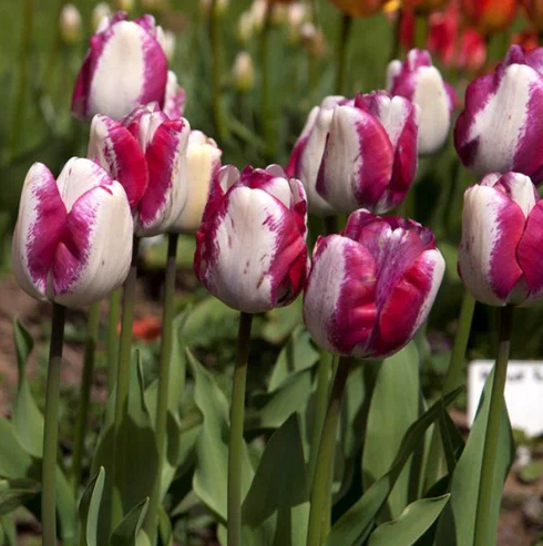 Тюльпаны Shiun (10шт. в уп.)