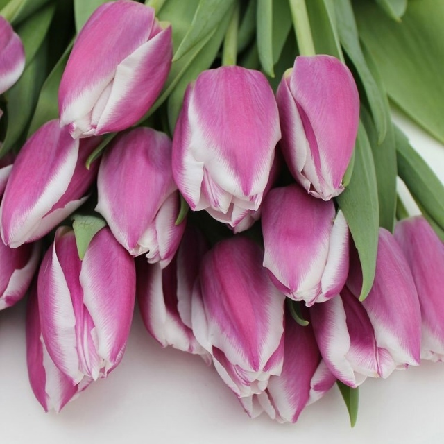 Тюльпаны Librije (10шт. в уп.)