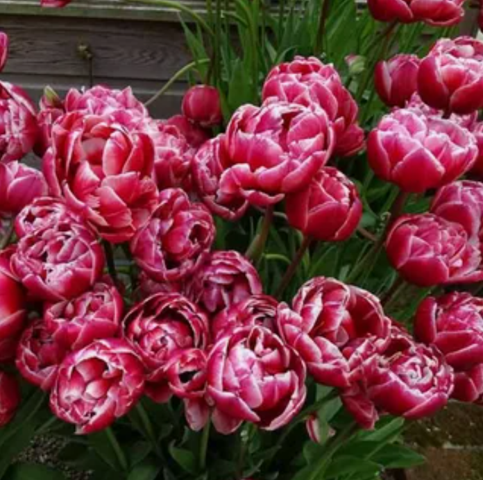 Тюльпаны Drumline (10шт. в уп.)