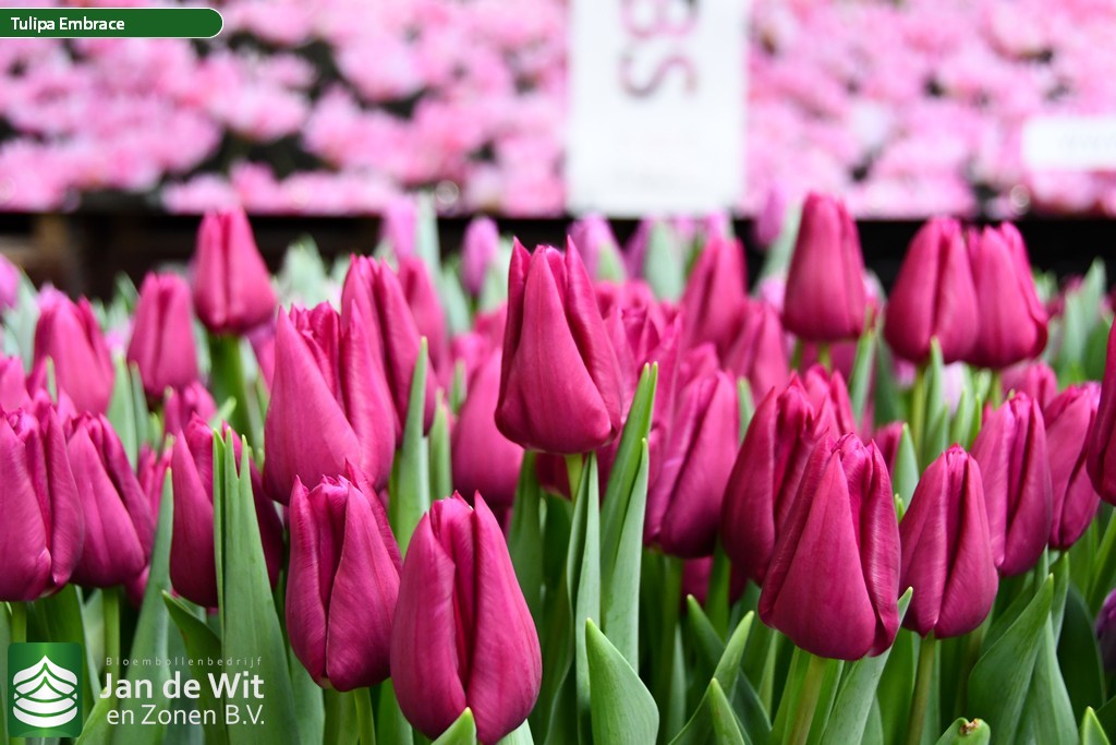 Тюльпаны Embrace (10шт. в уп.)