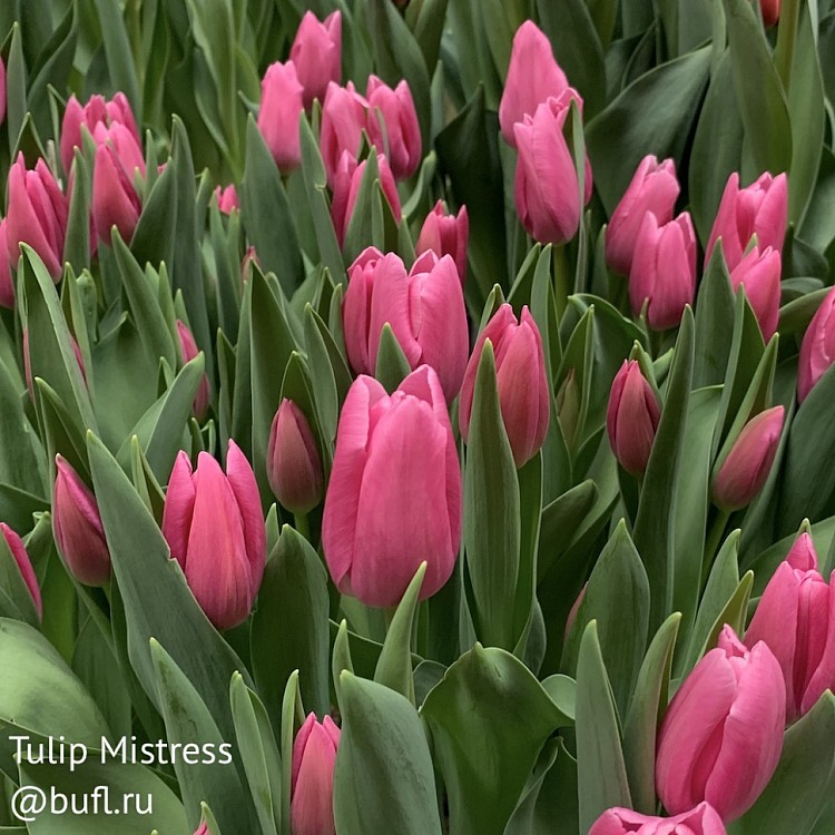 Тюльпаны Mistress (10шт. в уп.)