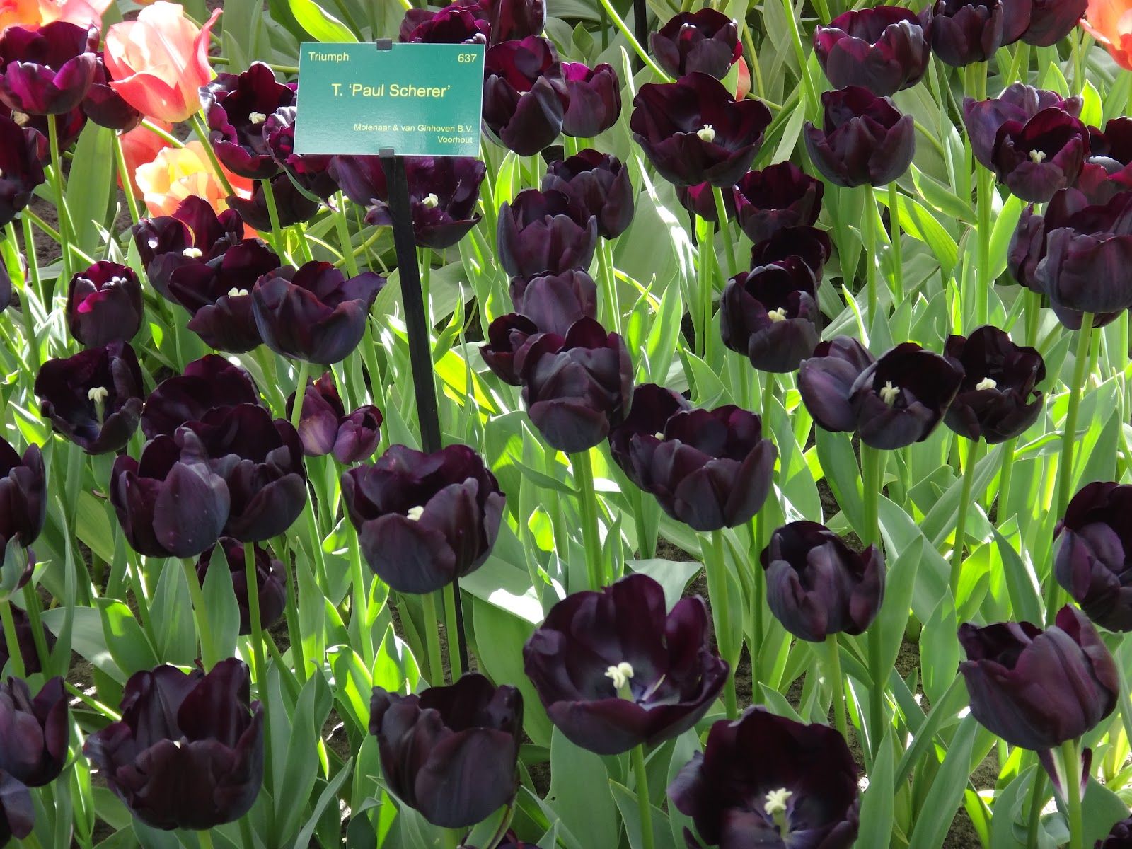 Тюльпаны Paul Scherer (10шт. в уп.)