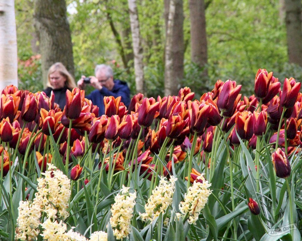 Тюльпаны Slawa (10шт. в уп.)