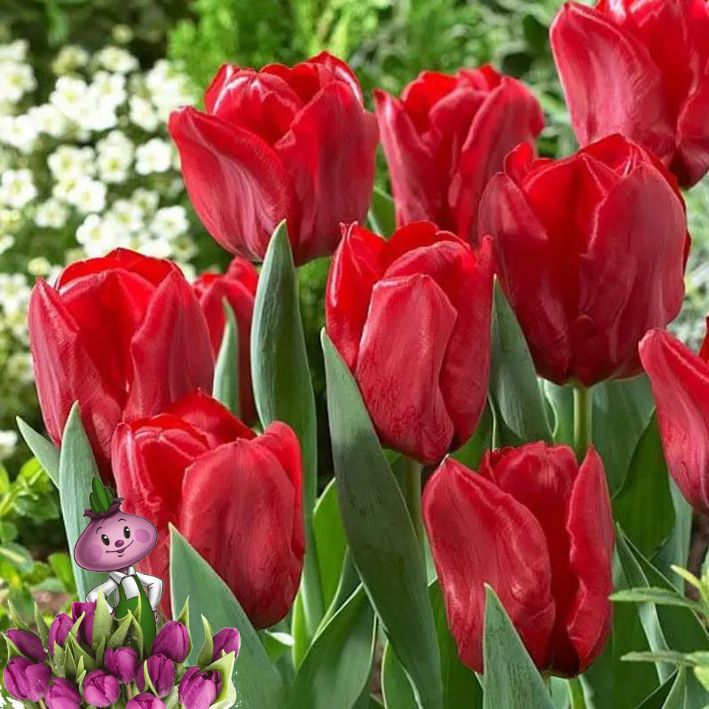 Тюльпаны Seadov (10шт. в уп.)