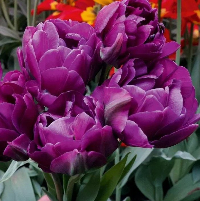 Тюльпаны Negrita Double (10шт. в уп.)