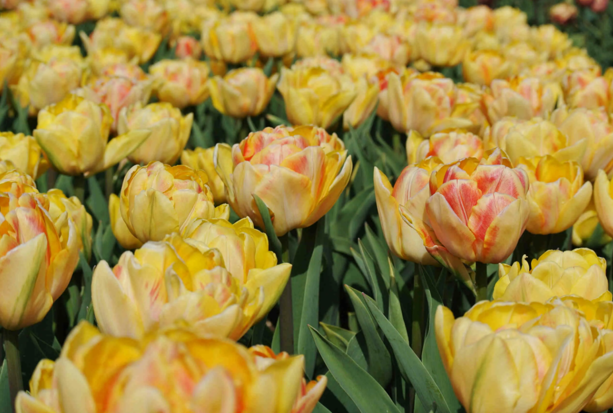 Тюльпаны Foxy Foxtrot (10шт. в уп.)