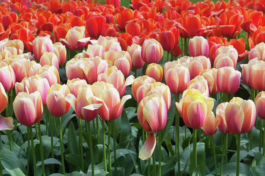 Тюльпаны Apricot Foxx (10шт. в уп.)