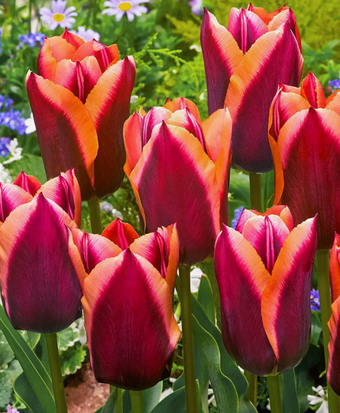 Тюльпаны Slawa (10шт. в уп.)