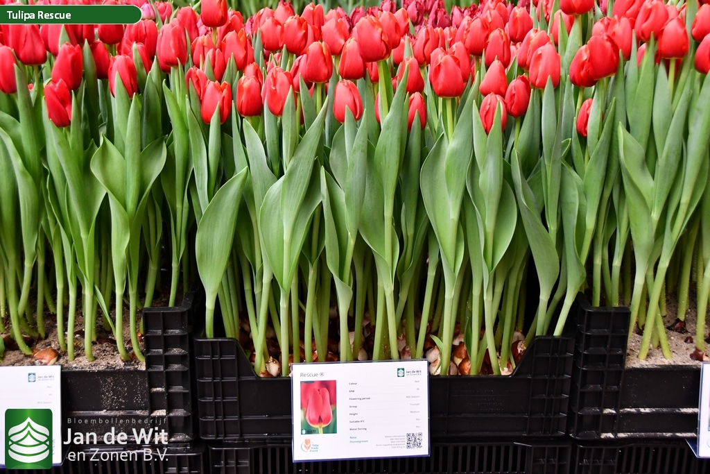 Тюльпаны Cadans (10шт. в уп.)