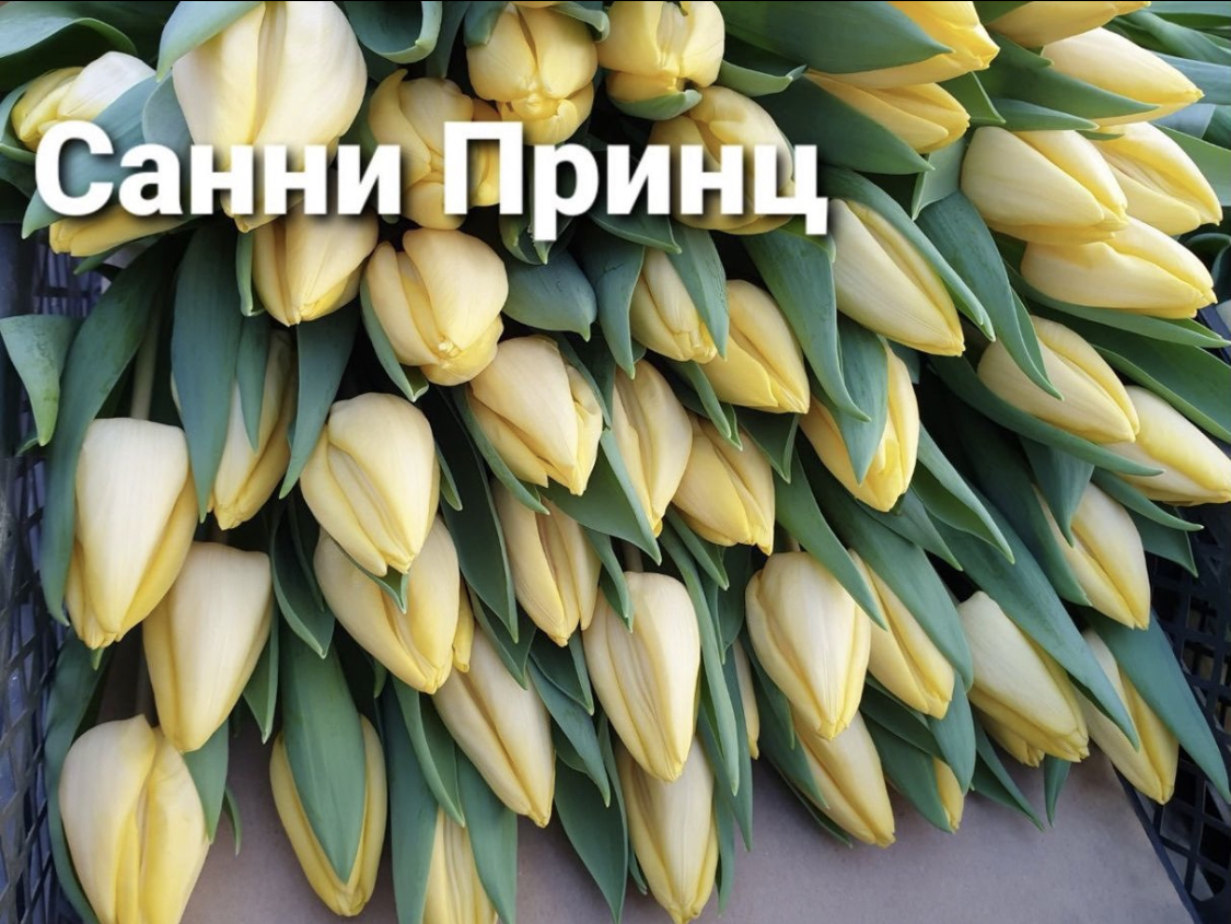 Тюльпаны Sunny Prince (10шт. в уп.)