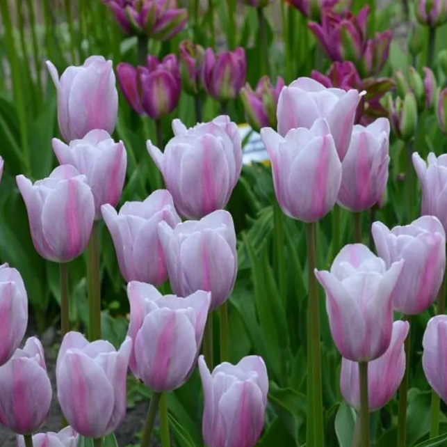 Тюльпаны Mistress Mystic (10шт. в уп.)