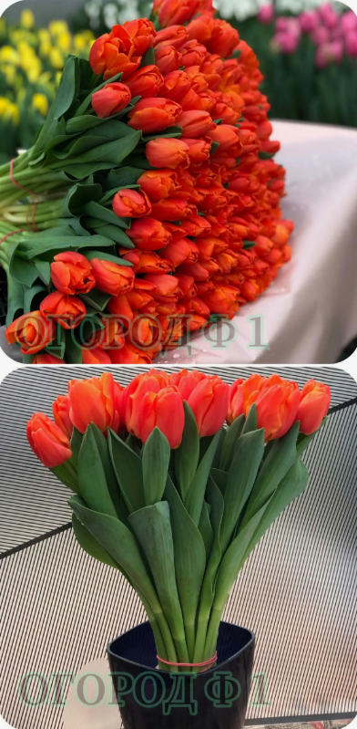 Тюльпаны Orange Sherpa (10шт. в уп.)