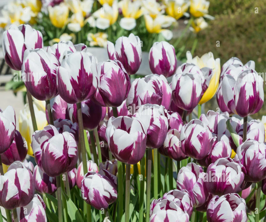 Тюльпаны Rems Favourite (10шт. в уп.)