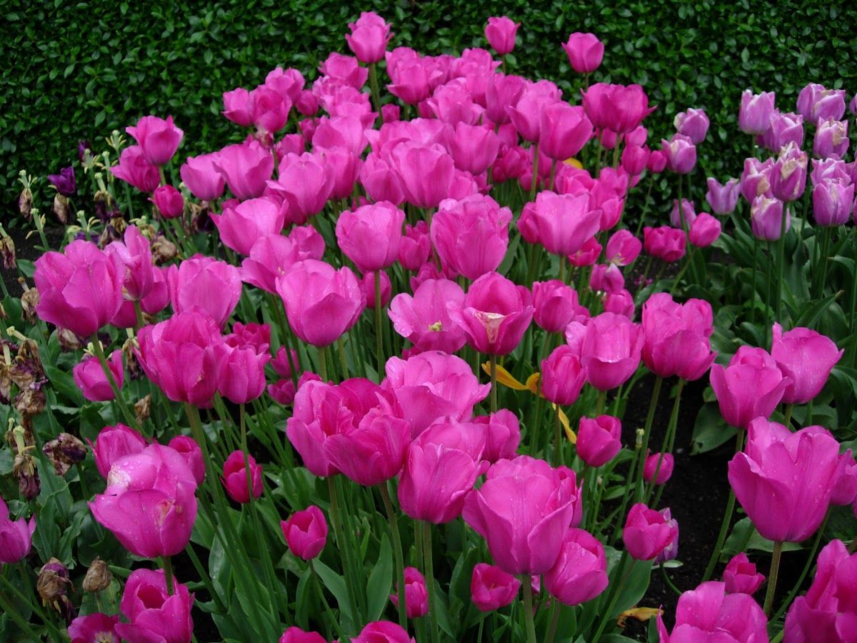 Тюльпаны Don Quichotte (10шт. в уп.)