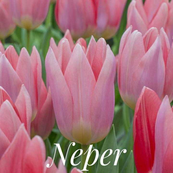 Тюльпаны Neper (10шт. в уп.)