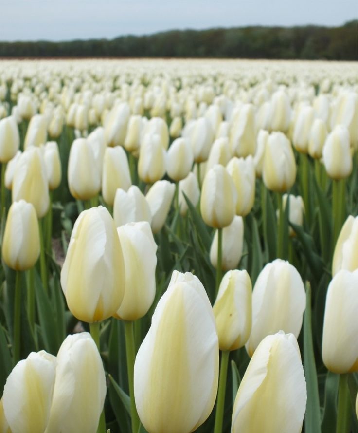 Тюльпаны Francoise (10шт. в уп.)