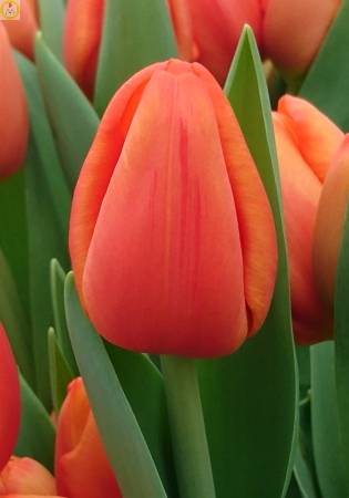 Тюльпаны Cadans (10шт. в уп.)