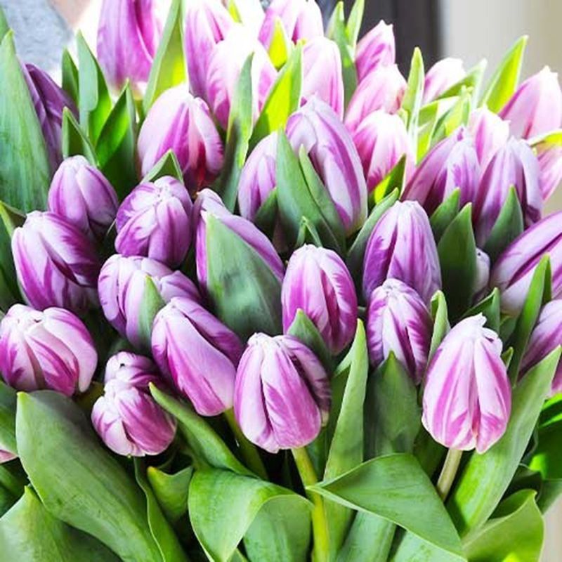 Тюльпаны Flaming Flag (10шт. в уп.)