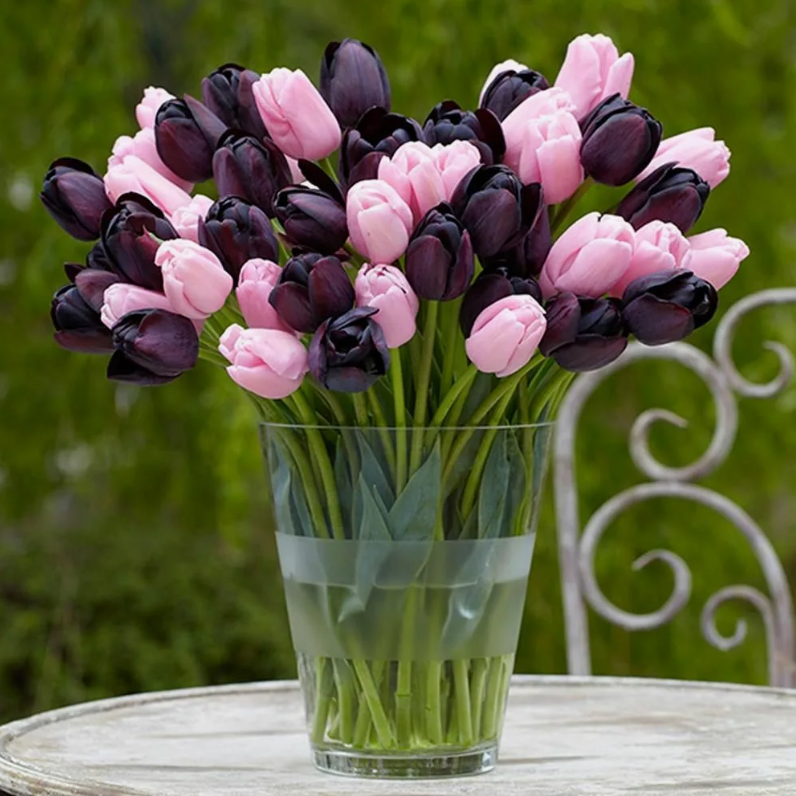 Тюльпаны Synaeda Amor (10шт. в уп.)