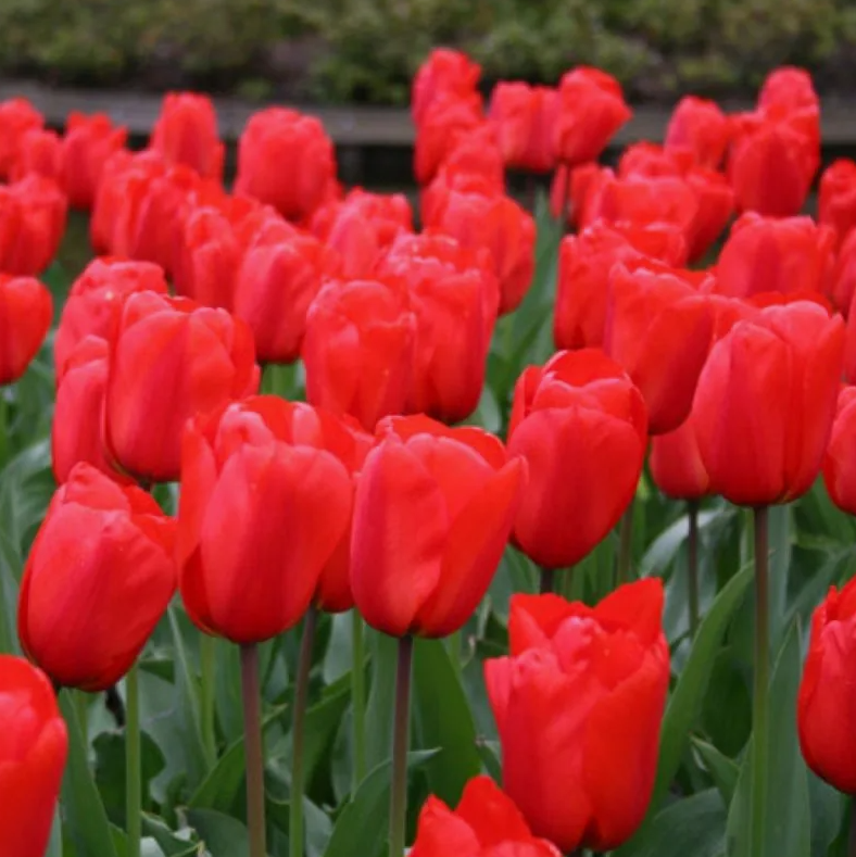 Тюльпаны Apeldoorn (10шт. в уп.)