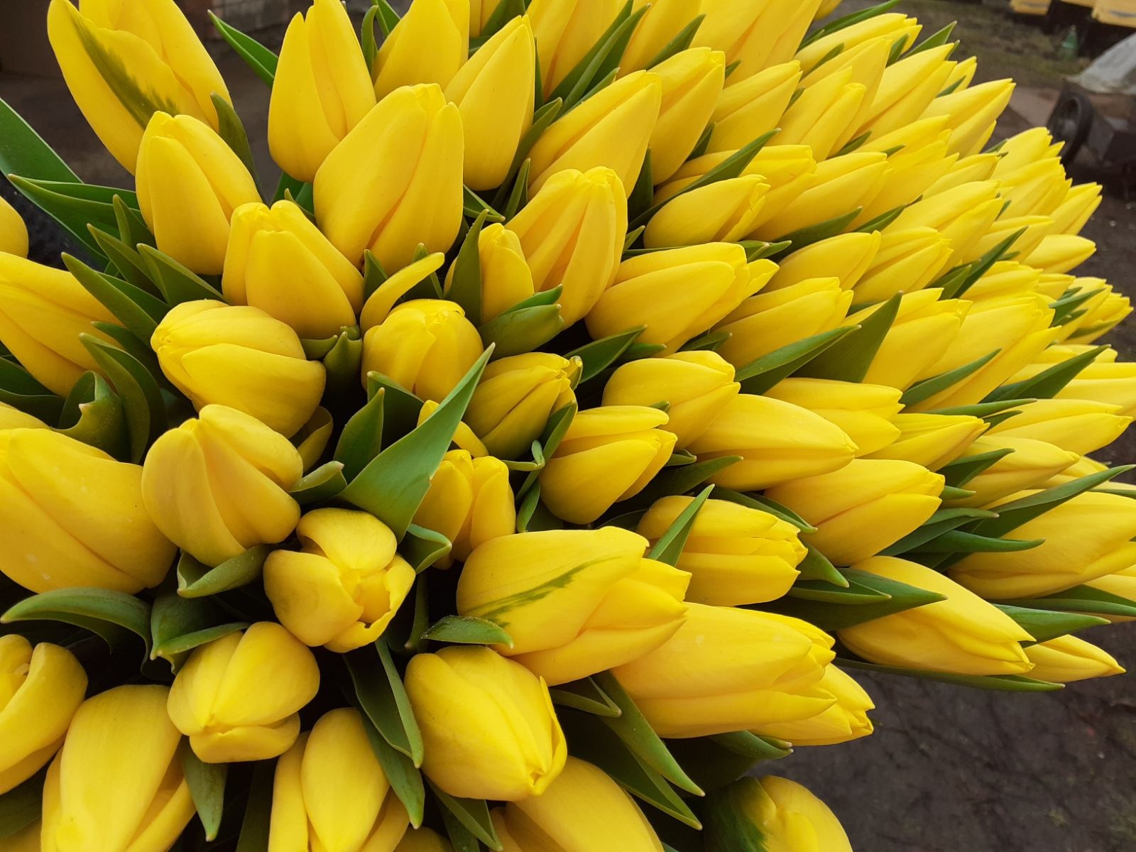 Тюльпаны Strong Gold (10шт. в уп.)