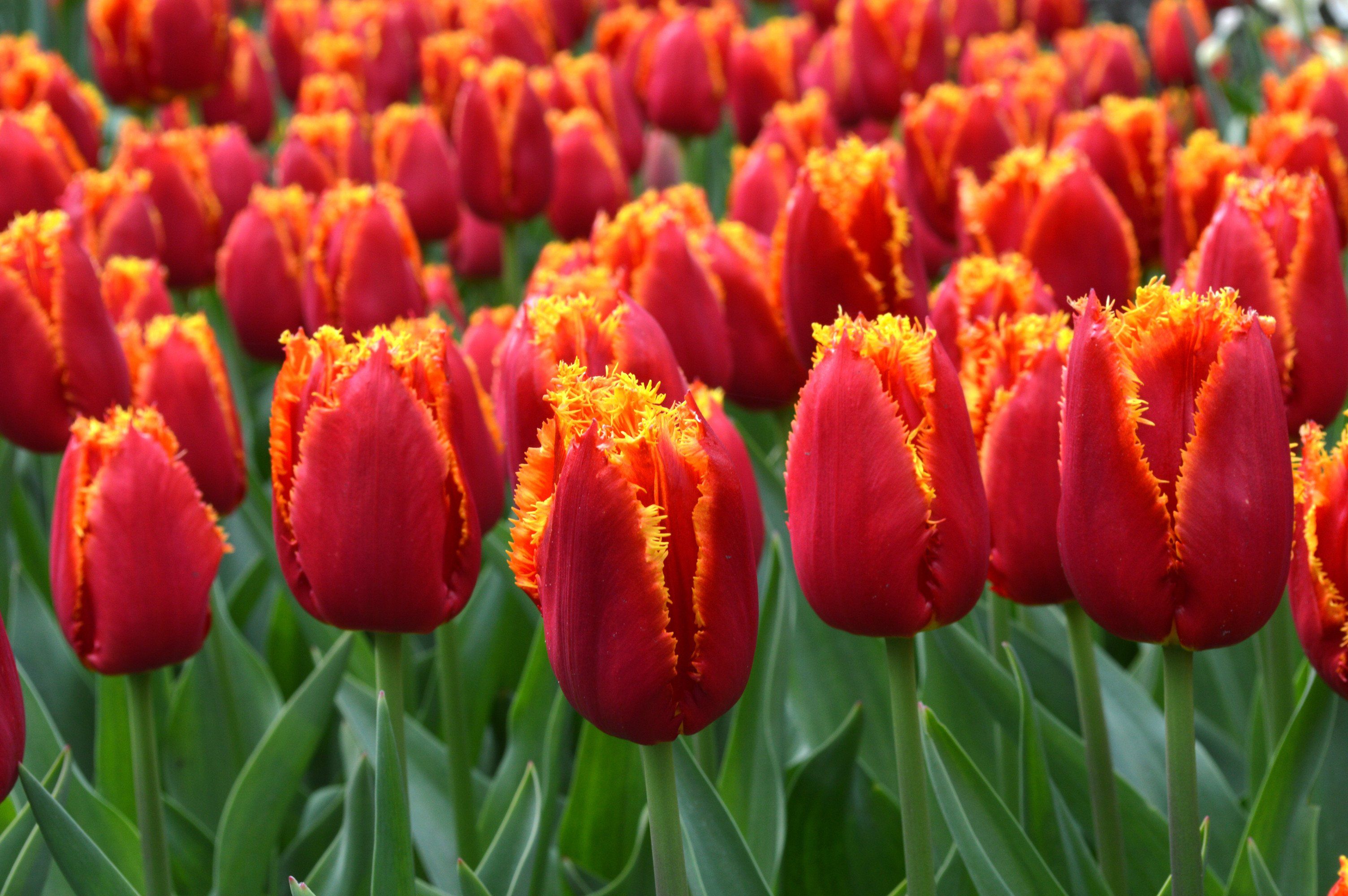 Тюльпаны Davenport (10шт. в уп.)