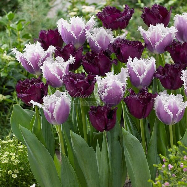 Тюльпаны Cummins (10шт. в уп.)