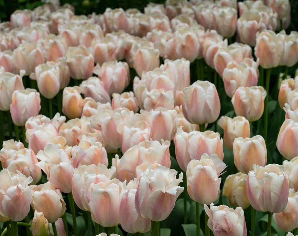 Тюльпаны Apricot Pride (10шт. в уп.)