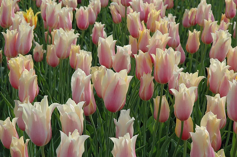 Тюльпаны Blushing Lady (10шт. в уп.)