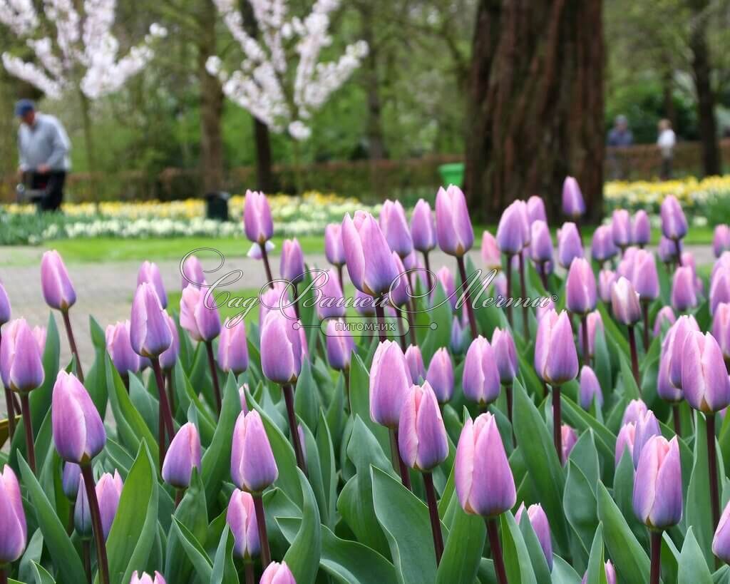 Тюльпаны Light and Dreamy (10шт. в уп.)