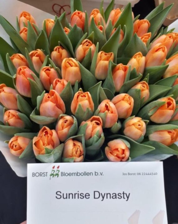 Тюльпаны Sunrise Dynasty (10шт. в уп.)