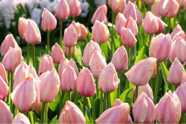 Тюльпаны Salmon van Eijk (10шт. в уп.)