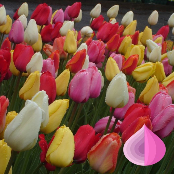 Тюльпаны Darwin Hybride/ Hybrid Mix (10шт. в уп.)