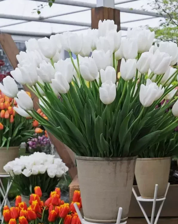 Тюльпаны Hakuun (10шт. в уп.)