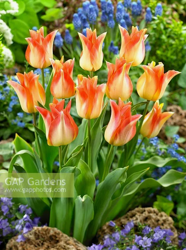 Тюльпаны Moonblush (10шт. в уп.)