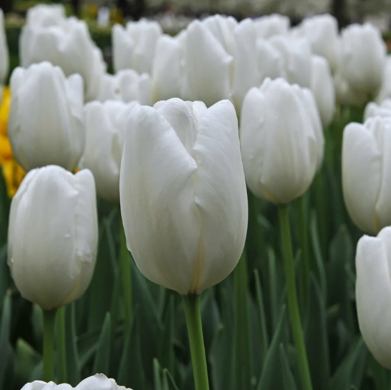 Тюльпаны Hakuun (10шт. в уп.)