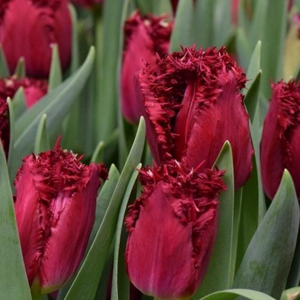 Тюльпаны Versaci (10шт. в уп.)