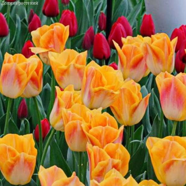 Тюльпаны Sunrise Dynasty (10шт. в уп.)