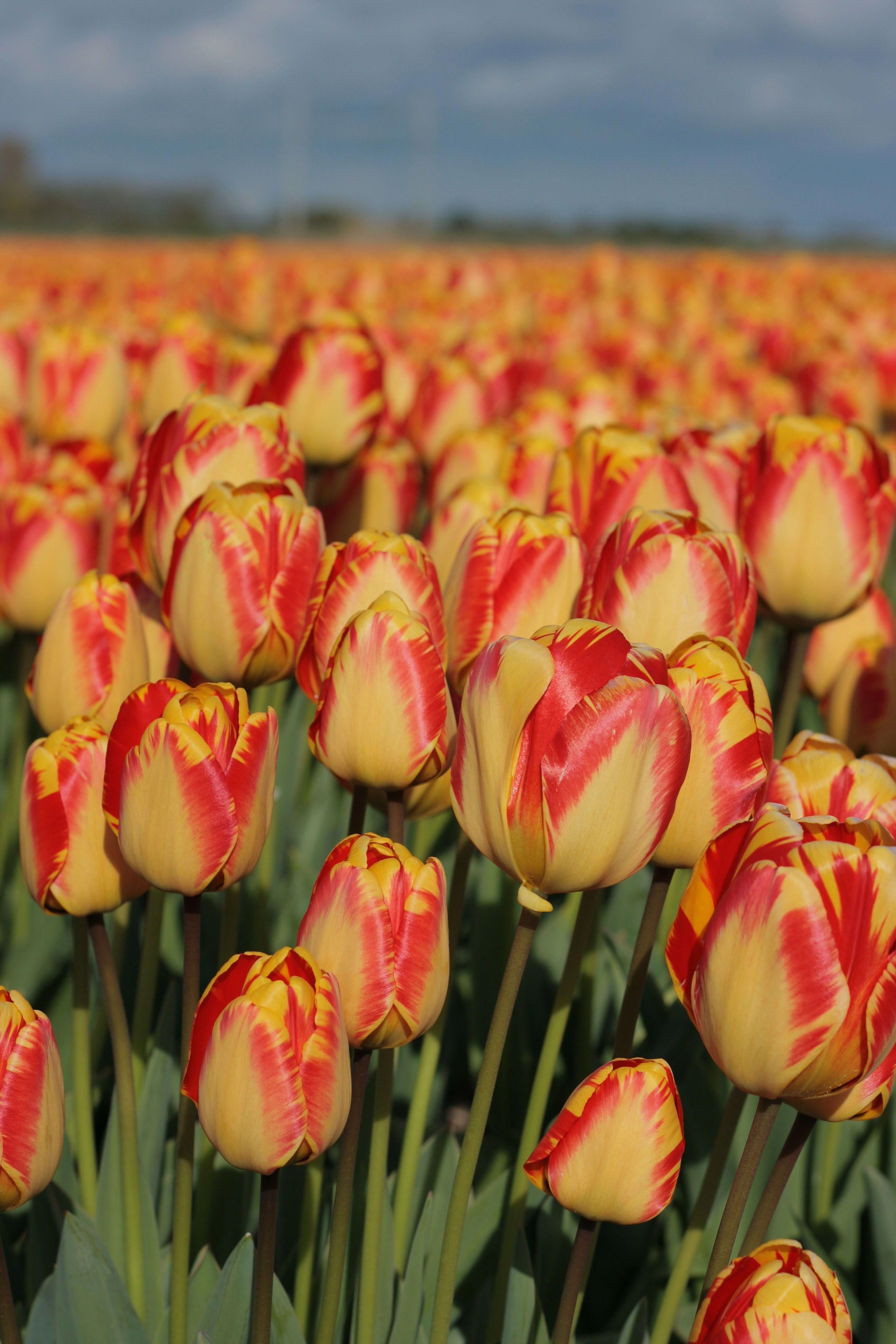 Тюльпаны Banja Luka (10шт. в уп.)