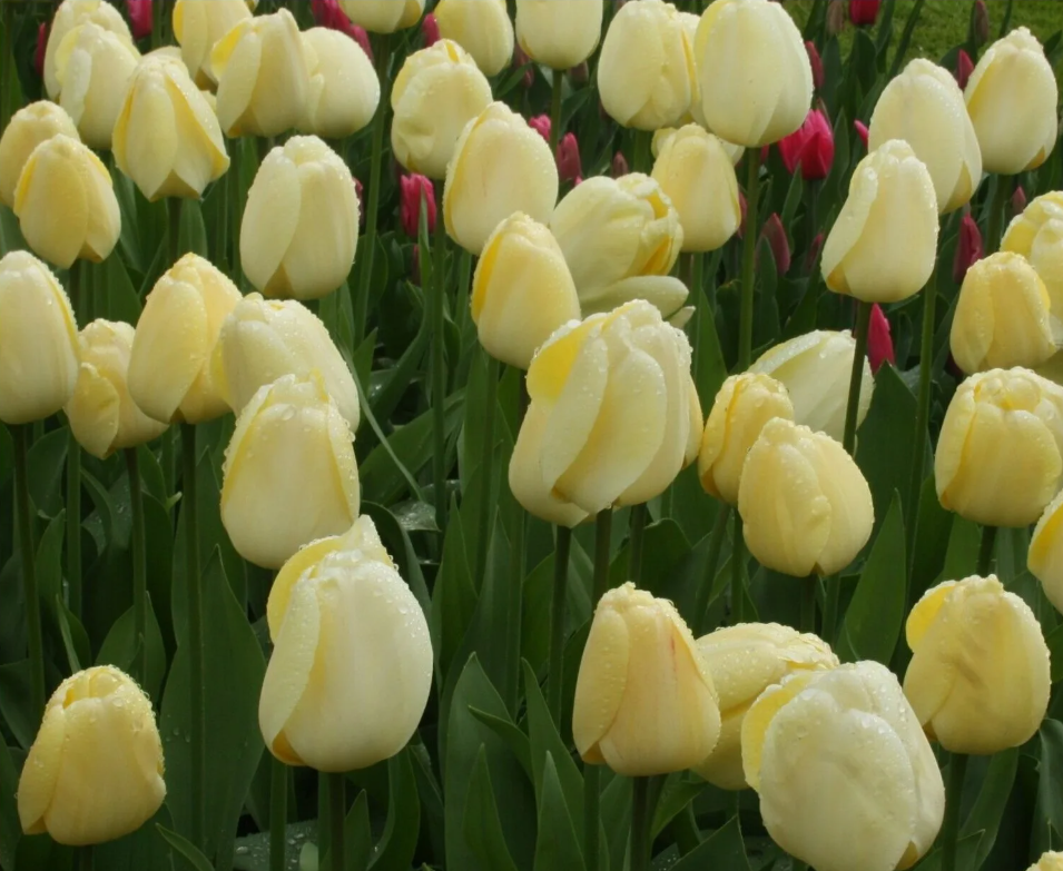 Тюльпаны Ivory Floradale (10шт. в уп.)