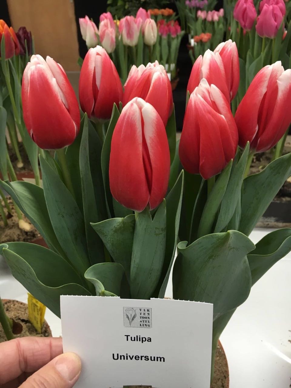Тюльпаны Universum (10шт. в уп.)