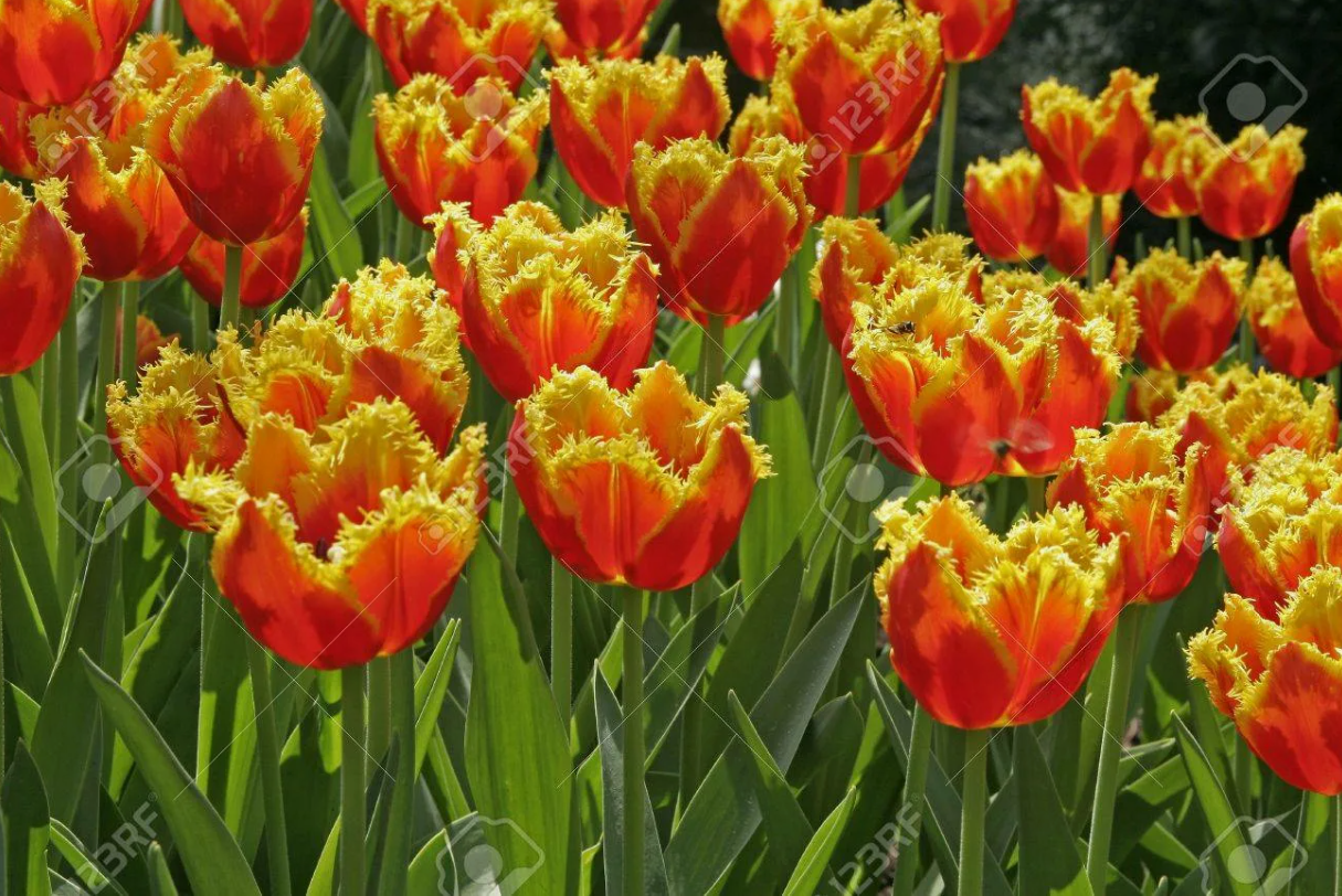 Тюльпаны Davenport (10шт. в уп.)