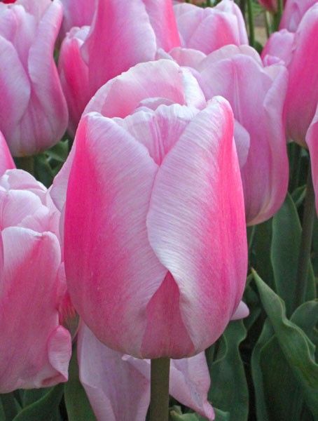 Тюльпаны Synaeda Amor (10шт. в уп.)