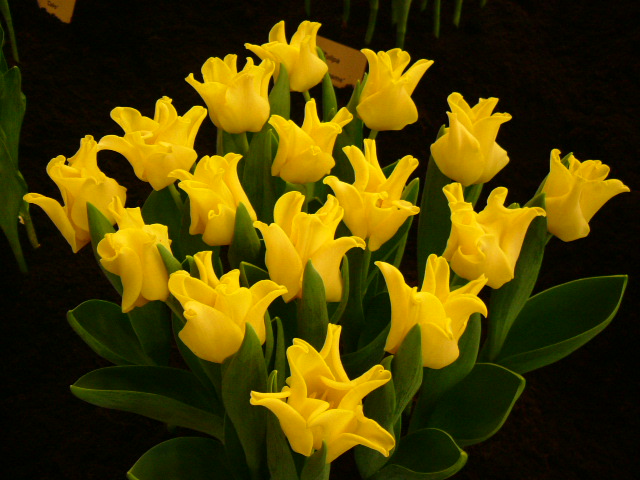 Тюльпаны Yellow Crown (10шт. в уп.)